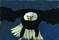 Bald Eagle chalk drawing